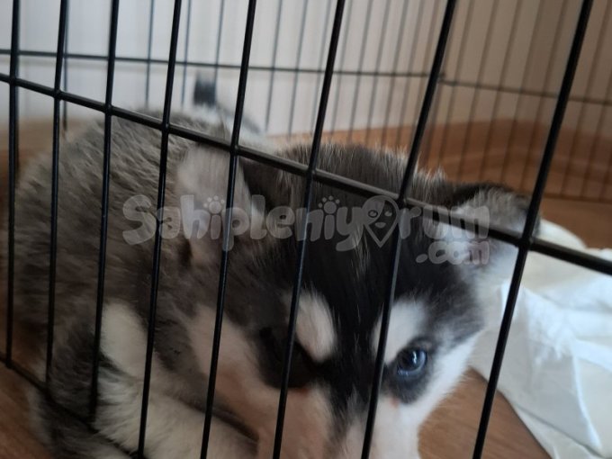 Husky_Sibirya Kurdu
