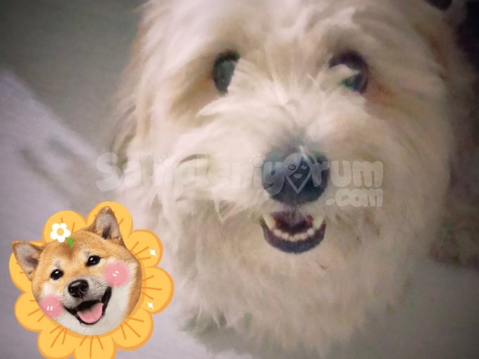 Maltese Terrier Cinsi Anne Ve Oğul Ikisini Birden Ücretsiz Sahiplenecek Yuva Arıyoruz.