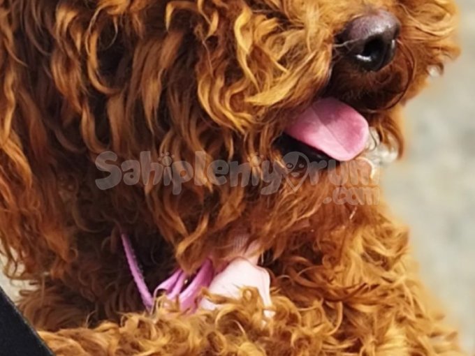 Toypoodle Köpek