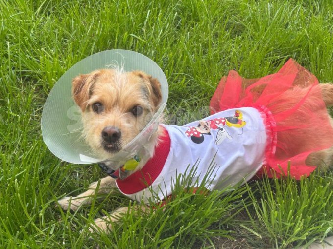 Aşıları yapılmış Maltese Terrier Cinsi Köpeğimize İzmir içinde Bakıcak Yuva arıyorum.