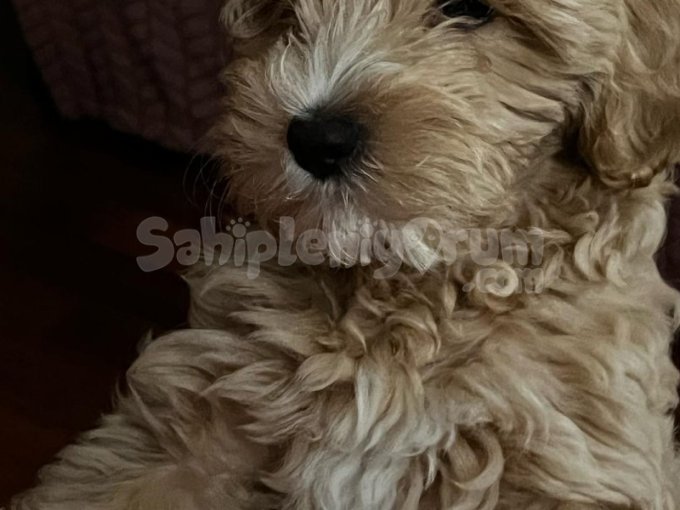 Maltipoo Yavrumuzu Sahiplendiriyoruz