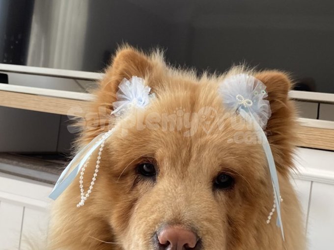 15 aylık ismi Lucy Tuvalet eğitimli Çin aslanı cinsi köpeğimize aile arıyoruz.
