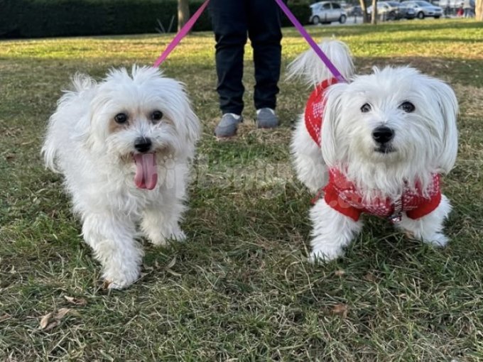Maltipoo Sahiplendirme