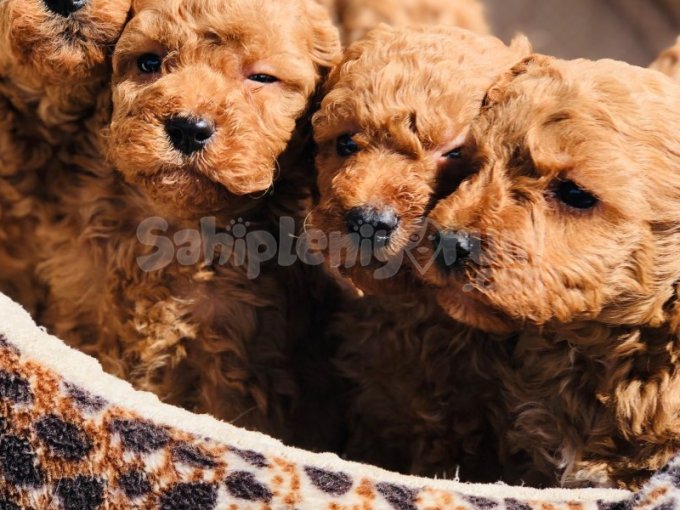 38 Günlük Poodle