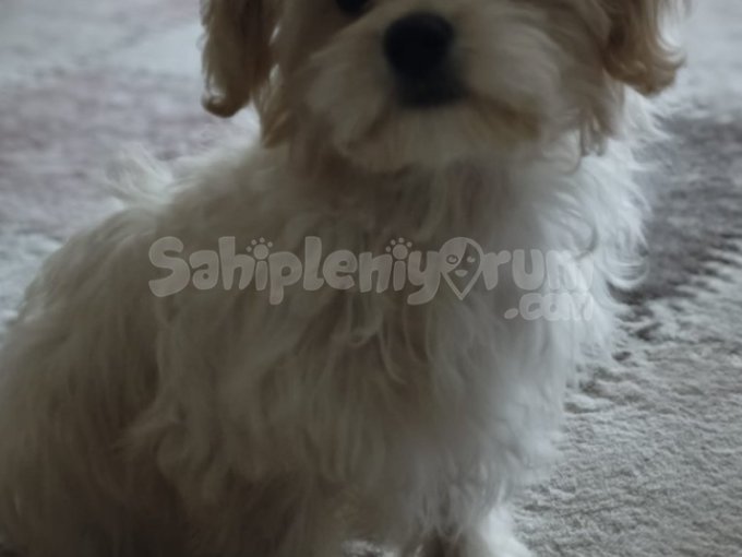 4 Aylık Maltese Terrier