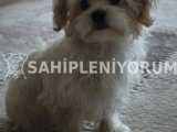 4 Aylık Maltese Terrier