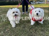 Maltipoo sahiplendirme