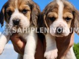 A KALİTE BEAGLE BEBEKLER