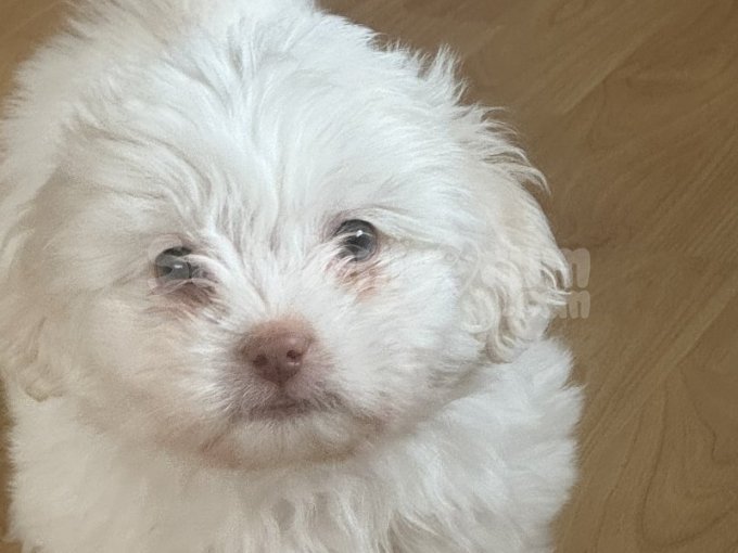 2,5 Aylık Maltese Terrier