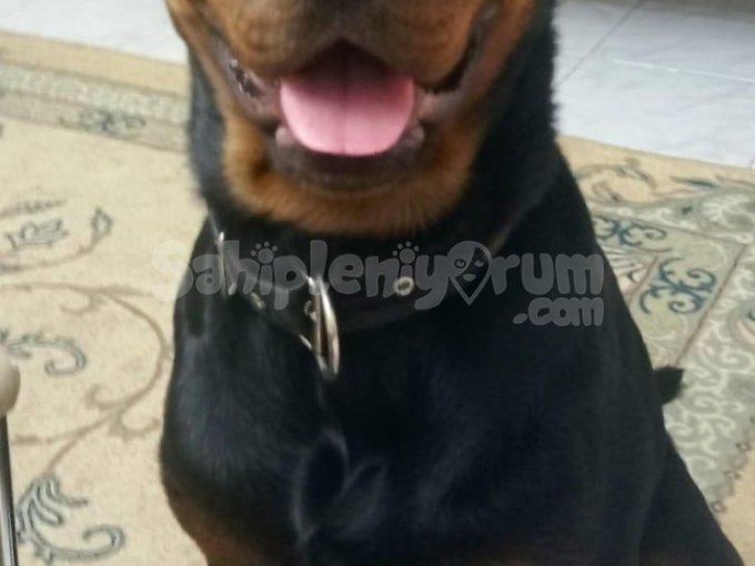 Rottweiler Oğlum İçin Ücretsiz Sahiplendirme
