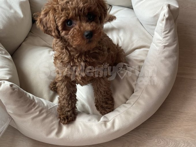 Dişi Teacup Toy Poodle Yavru