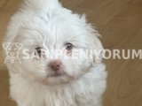 2,5 aylık maltese terrier
