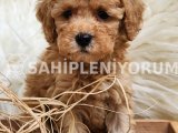 Sağlık garantili toy poodle dişi