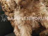 Veteriner teknikerinden sağlık garantili toy poodle