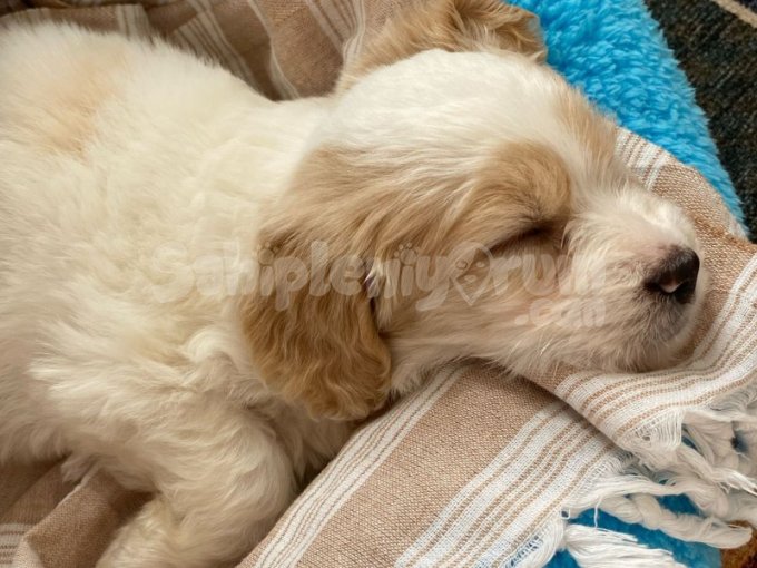 Maltipoo 2,5 Aylık Yavrumuzu Sahiplendiriyoruz