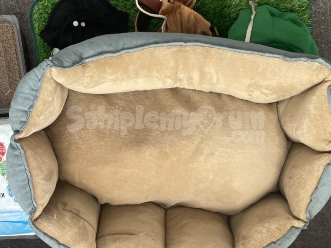 Hiperaktif Maltipoo 10 Aylık Yavru