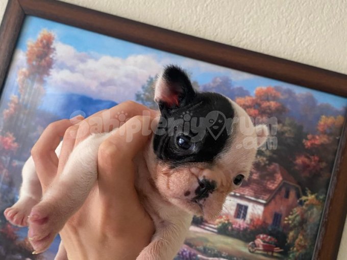 Safkan French Bulldog Yavrum 45 Günlük