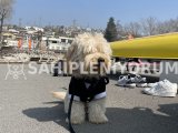 Hiperaktif maltipoo 7aylık yavru