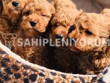 39 günlük poodle Yavrular
