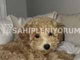 2 aşılı cipli dişi toy poodle