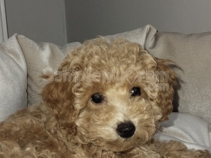 2 Aşılı Cipli Dişi Toy Poodle