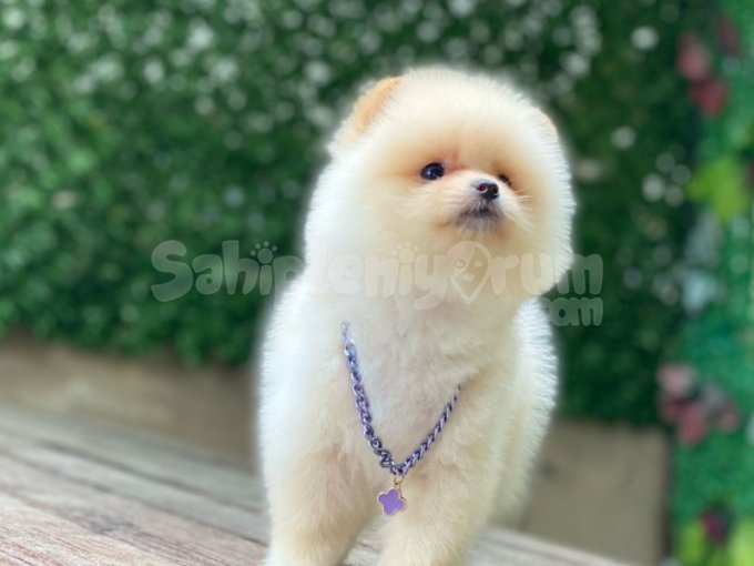 Yeni Evlerine Gitmeye Hazır Pomeranian Yavruları
