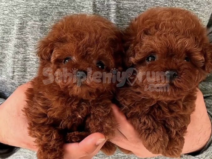 Tuvalet Eğitimli ve Aşılı Toy Poodle Yavruları | Tüm Şehirlere Gönderim