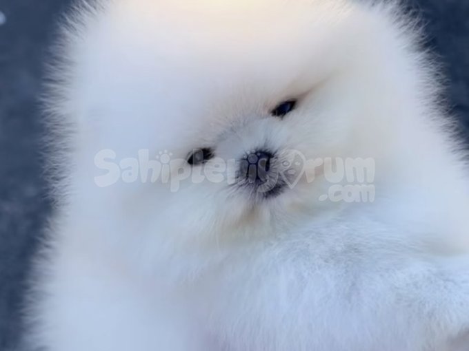 Pomeranian Boo Yavruları | Aşılı, Eğitimli ve Sağlık Garantili Sahiplendirme