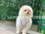 Yeni evlerine gitmeye hazır pomeranian yavruları