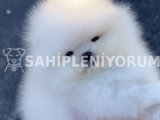Pomeranian boo yavruları