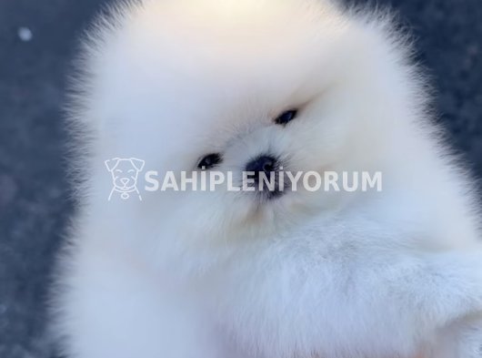 Pomeranian boo yavruları