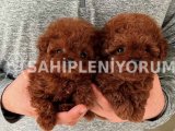 Orjinal Toy Poodle Yavruları