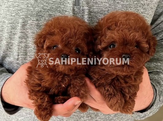 Orjinal Toy Poodle Yavruları