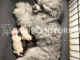 Silver toy poodle anneden yavrular