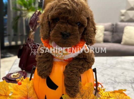Kore kan toy poodle