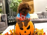 Kore poodle toy tarçın renginde