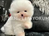 Gercek ayi surat kore pomeranian