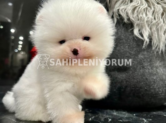 Gercek ayi surat kore pomeranian