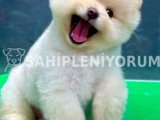 Ayi surat orjinal boo