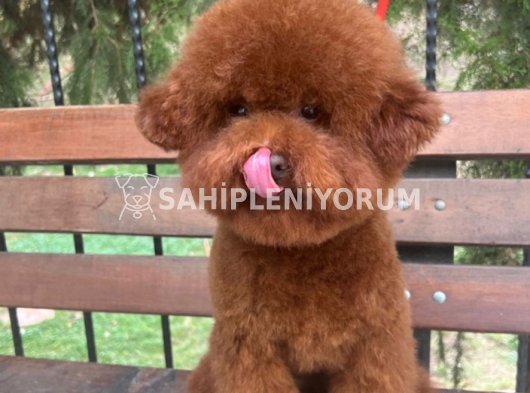 Kore kan orjinal toy poodle