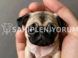 Mini pug