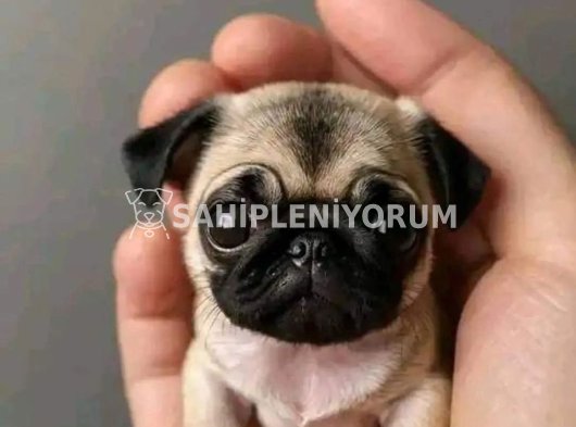 Mini pug
