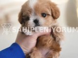 Orjinal secereli saglik ve irk garantili maltipoo
