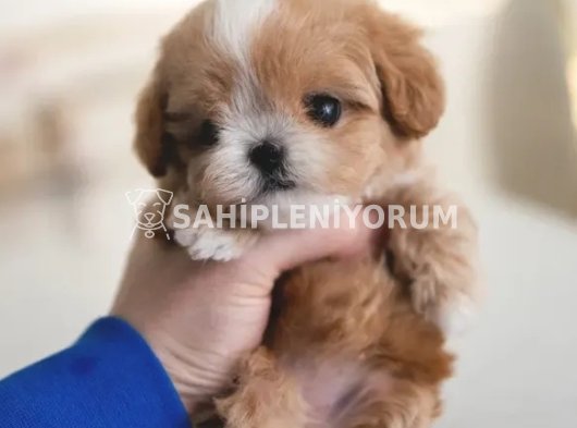 Orjinal secereli saglik ve irk garantili maltipoo