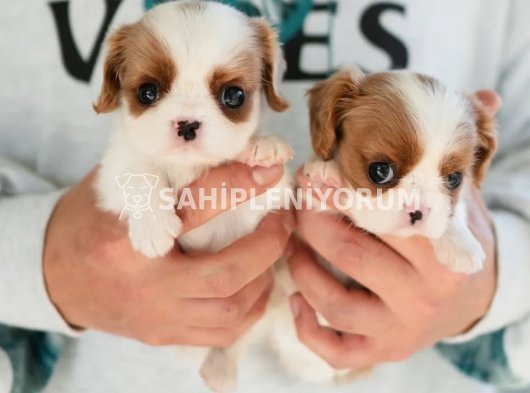 Mini mini beagle