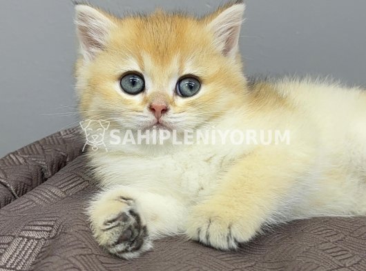 En mini en tatlı golden cat