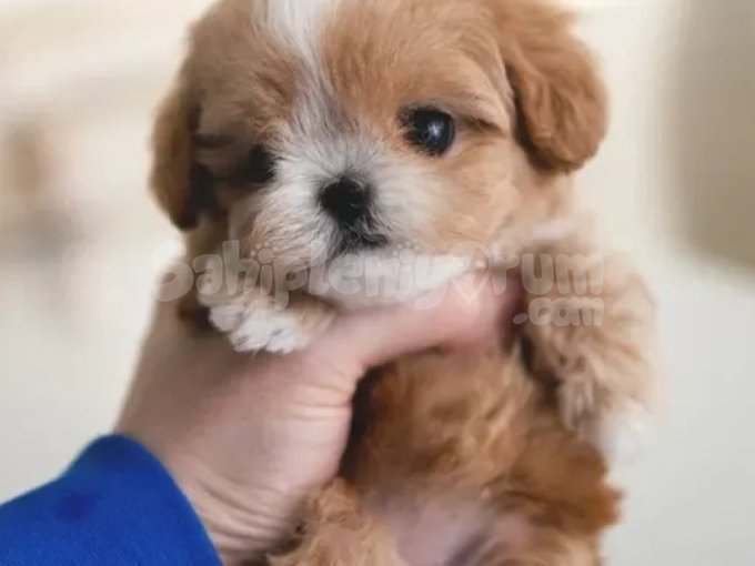 Orjinal Secereli Saglik Ve Irk Garantili Maltipoo