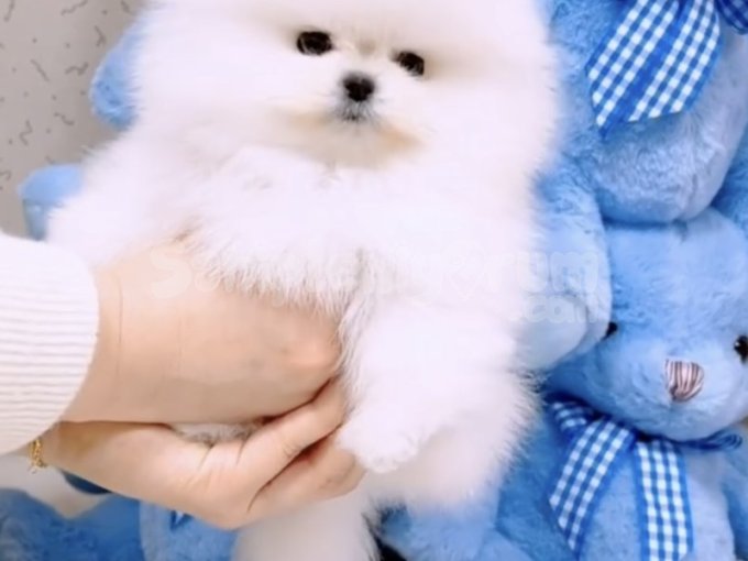 İstanbul / Ataşehir'de 3 - 6 Aylık Karbeyazı Pomeranian Boo Yavruları.
