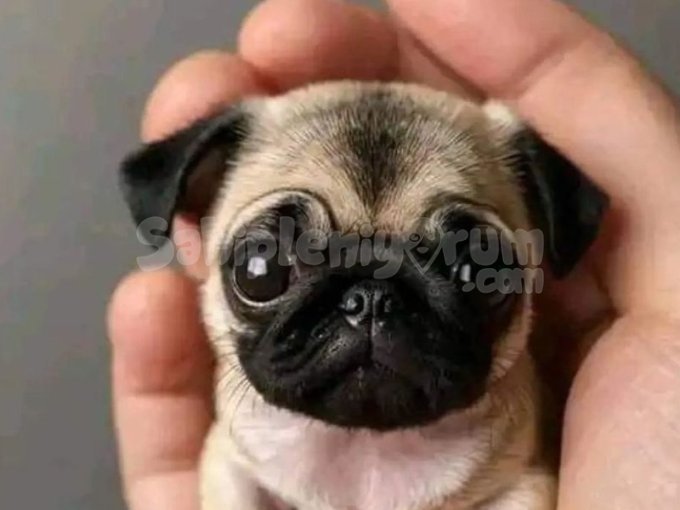 Mini Pug