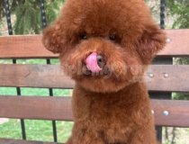 Kore Kan Orjinal Toy Poodle